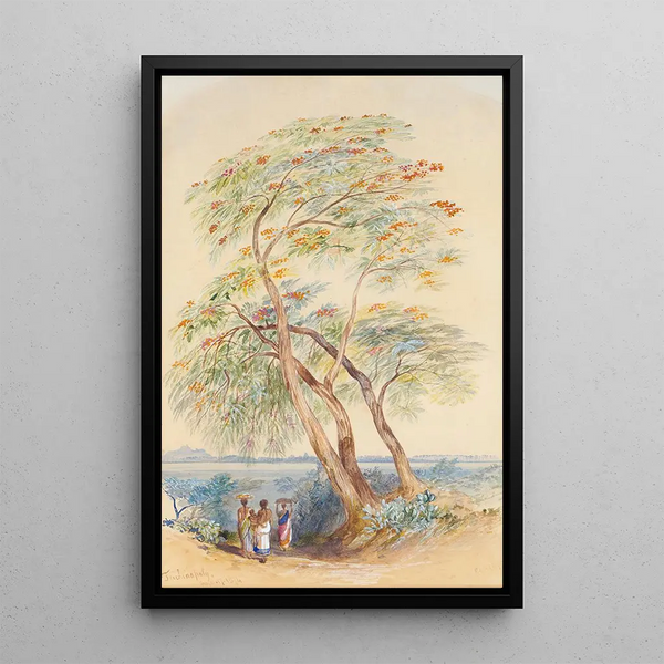 Studio di albero Trichinopoly India - Edward Lear — quadro incorniciato alla parete