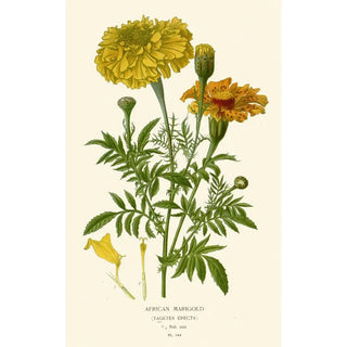 Edward Step - African Marigold.webp