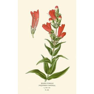Edward Step - BeardTongue.webp