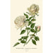 Rose Bourbon Souvenir de la Malmaison - Edward Step — Ansicht des Kunstwerks