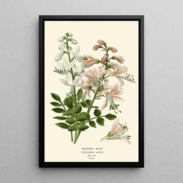 Edward Step - Burning Bush.webp