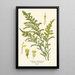 Goldenrod of Canada - Edward Step — framed artwork on a wall