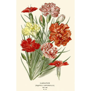 Edward Step - Carnation.webp