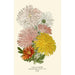 Chrysanthèmes - Edward Step — Ansicht des Kunstwerks