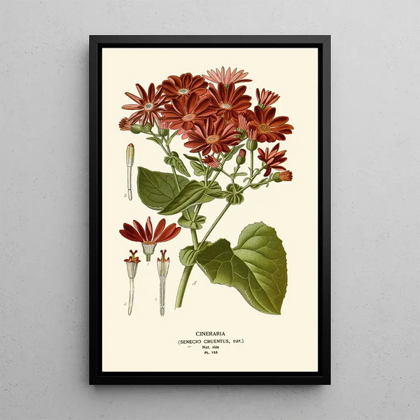 Edward Step - Cineraria.webp