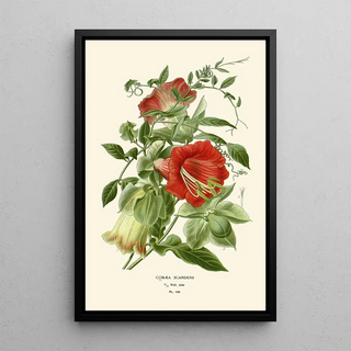 Edward Step - Cobaea Scandens.webp