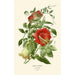 Reproduction of the painting Climbing Cobeé - Edward Step