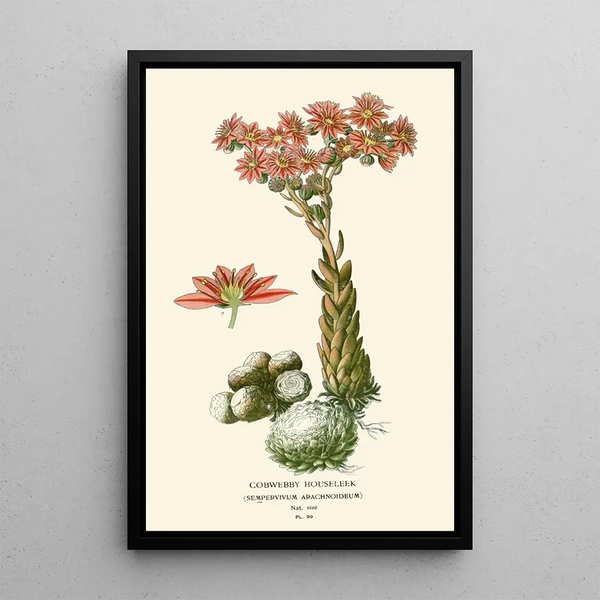 Edward Step - Cobwebby Houseleek.webp