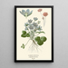 Reproduction of the painting Hepatic Common Painting - Edward Step