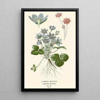Edward Step - Common Hepatica.webp