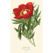 Peony painting - Edward Step — artwork view