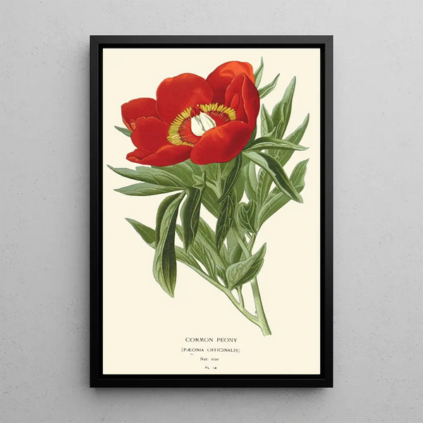 Edward Step - Common Peony.webp
