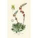 Cotyledon secunda - Edward Step — artwork view