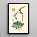 Cotyledon secunda - Edward Step — framed artwork on a wall
