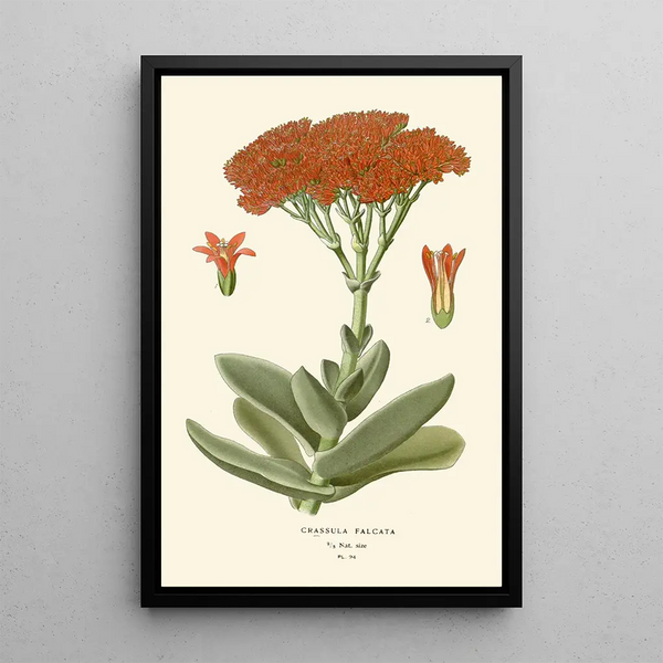 Edward Step - Crassula Falcata.webp