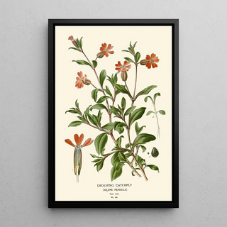 Edward Step - Drooping Catchfly.webp