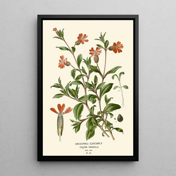Edward Step - Drooping Catchfly.webp