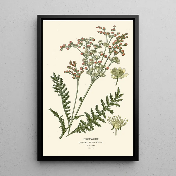 Edward Step - Dropwort.webp