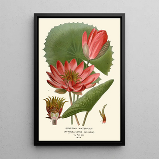 Edward Step - Egyptian WaterLily.webp