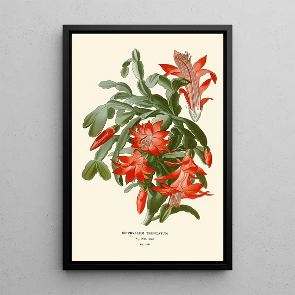Edward Step - Epiphyllum Truncatum.webp