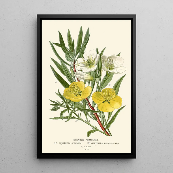 Edward Step - Evening Primroses.webp