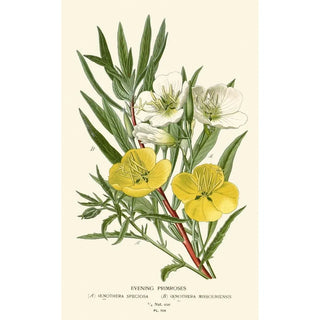 Edward Step - Evening Primroses.webp