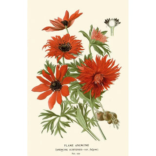 Edward Step - Flame Anemone.webp
