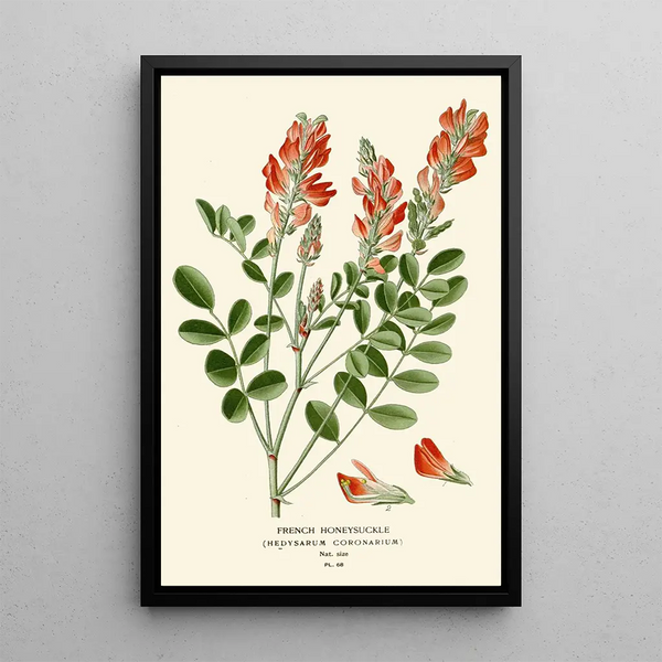 Edward Step - French Honeysuckle.webp