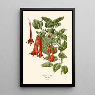 Edward Step - Fuchsia Fulgens.webp