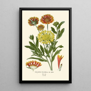 Edward Step - Gaillardia Pulchella.webp