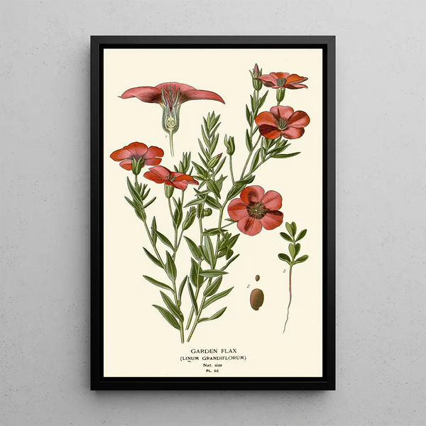 Edward Step - Garden Flax.webp