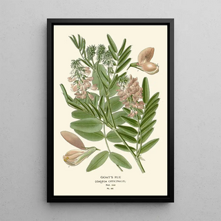 Edward Step - Goats Rue.webp
