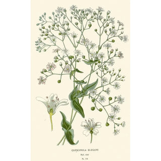 Edward Step - Gypsophila Elegans.webp