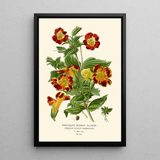 Edward Step - Harlequin Monkey Flower.webp