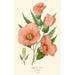 Hibiscus roseus - Edward Step — vista dell’opera