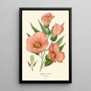 Edward Step - Hibiscus Roseus.webp