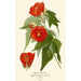 Abutilon hybride - Edward Step — Ansicht des Kunstwerks
