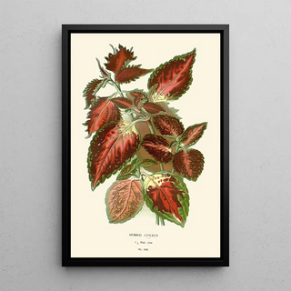 Edward Step - Hybrid Coleus.webp