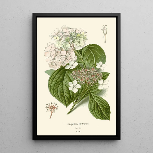 Edward Step - Hydrangea Hortensia.webp