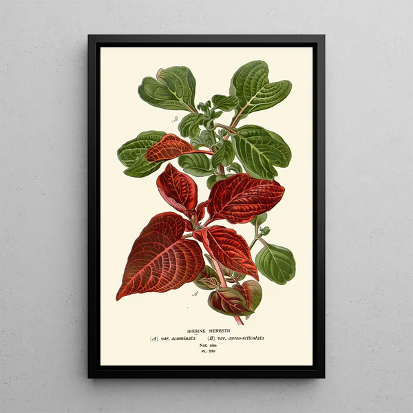 Edward Step - Iresine Herbstii.webp