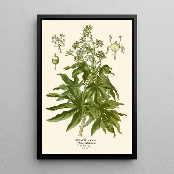 Edward Step - Japanese Aralia.webp