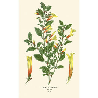 Edward Step - Libonia Floribunda.webp