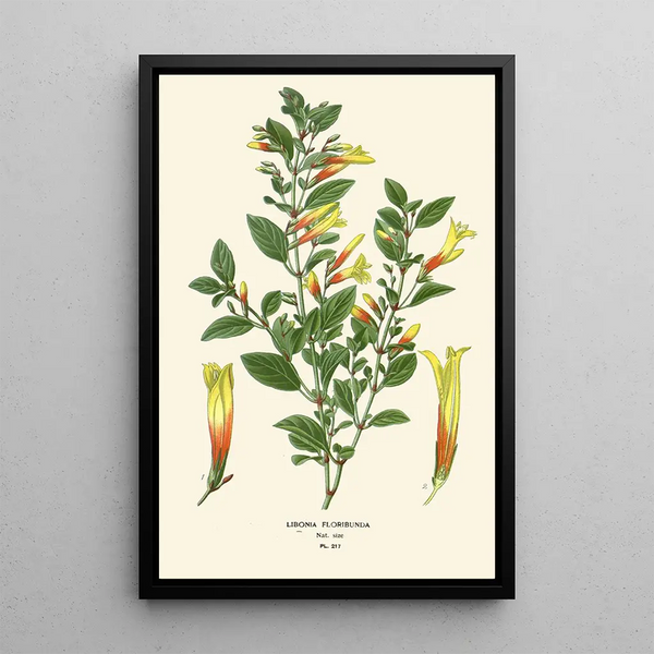 Edward Step - Libonia Floribunda.webp