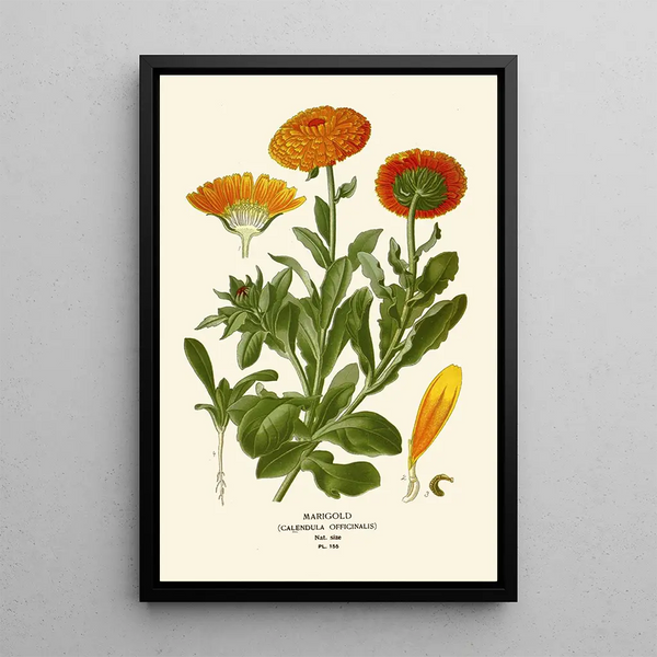 Edward Step - Marigold.webp