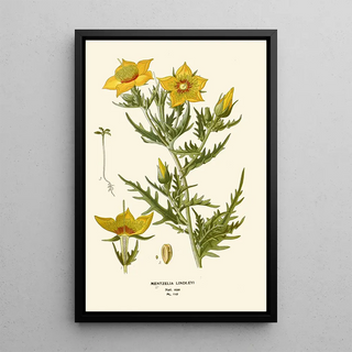 Edward Step - Mentzelia Lindleyi.webp