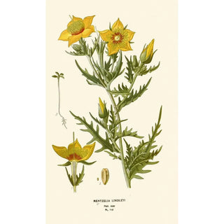 Edward Step - Mentzelia Lindleyi.webp