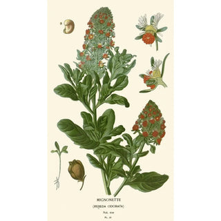 Edward Step - Mignonette.webp