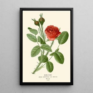 Edward Step - Moss Rose.webp
