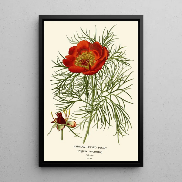 Edward Step - Narrowleaved Peony.webp