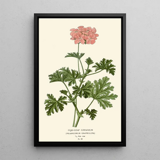 Edward Step - Oakleaf Geranium.webp